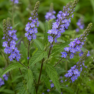 Blue Vervain